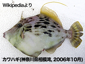 Kawahagi(wikipedia)